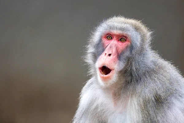 Macaco Giapponese Macaca Fuscata Noto Anche Come Scimmia Neve —  Fotos de Stock