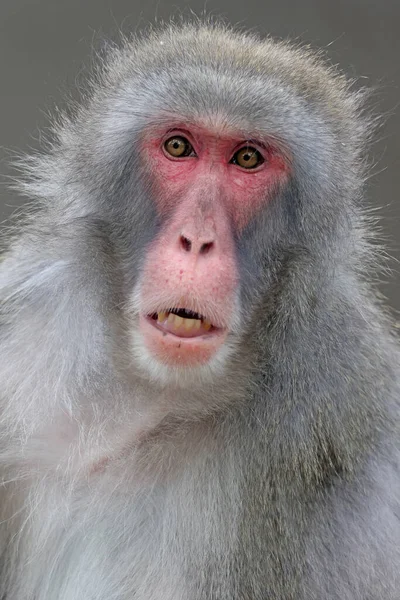 Macaque Japonês Fuscata Macaca Também Conhecido Como Macaco Neve — Fotografia de Stock