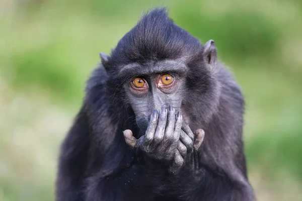 Makak Czubaty Celebes Macaca Nigra Znany Również Jako Czubaty Czarny — Zdjęcie stockowe