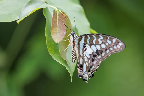 Close Shot Beautiful Butterfly — Stock Photo, Image