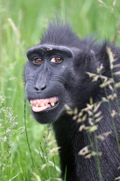Celebes Ibikli Macaque Macaca Nigra Ayrıca Ibikli Siyah Macak Sulawesi — Stok fotoğraf