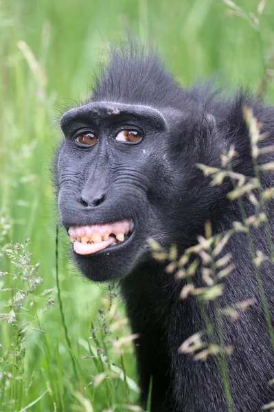 Celebes Crista Macaco Macaca Nigra Também Conhecido Como Macaco Preto — Fotografia de Stock