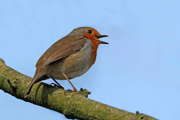 Европейская Малиновка Erithacus Rubecula Малиновка Малиновка Красная Грудь Естественной Среде — стоковое фото