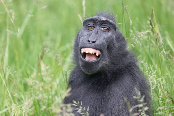 Celebes Crested Macaque Macaca Nigra Also Known Crested Black Macaque — Stok fotoğraf
