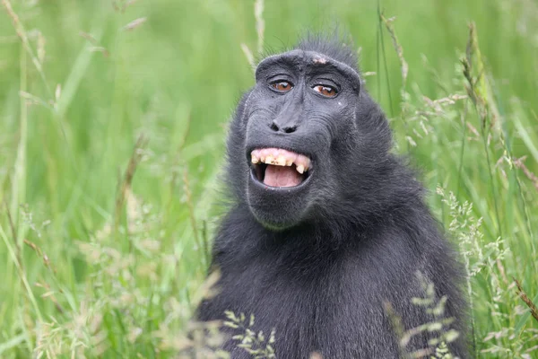 Makak Czubaty Celebes Macaca Nigra Znany Również Jako Czubaty Czarny — Zdjęcie stockowe