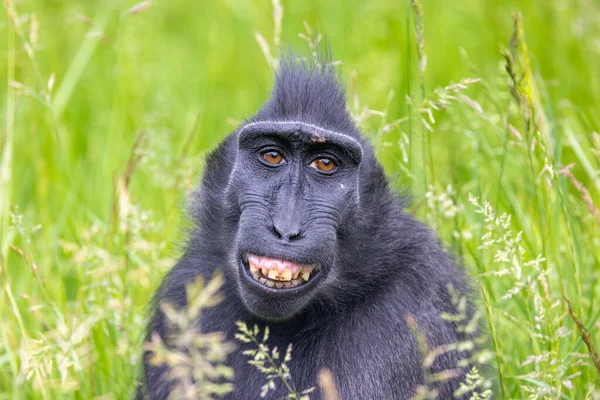 Гребешковая Макака Macaca Nigra Известная Гребешковая Черная Макака Гребешковая Макака — стоковое фото