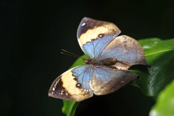 美しい蝶のショットを閉じる — ストック写真