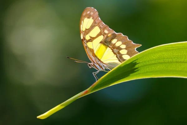 Close Shot Van Prachtige Vlinder — Stockfoto