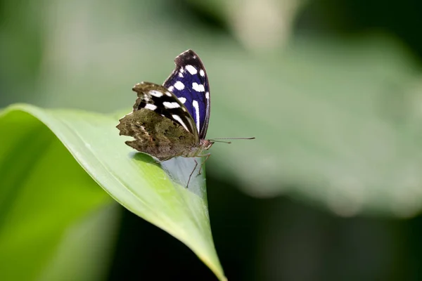 Close Shot Beautiful Butterfly — Stock Photo, Image