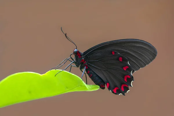 Close Shot Beautiful Butterfly — Stock Photo, Image