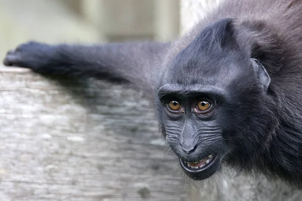 Celebes Kuifmakaak Macaca Nigra Ook Bekend Als Kuifmakaak Sulawesi Kuifmakaak — Stockfoto