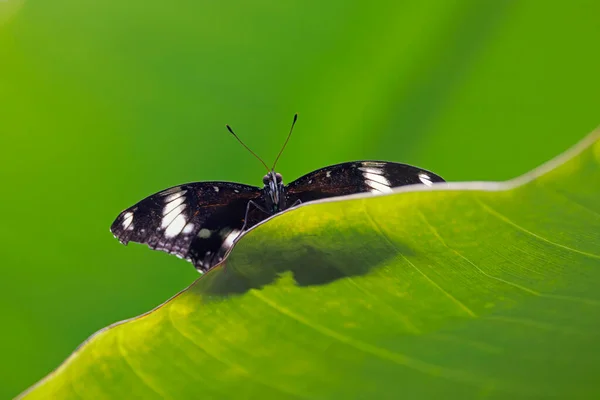 Close Tiro Borboleta Bonita — Fotografia de Stock