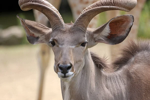 Maior Kudu Tragelaphus Strepsiceros Habitat Natural — Fotografia de Stock