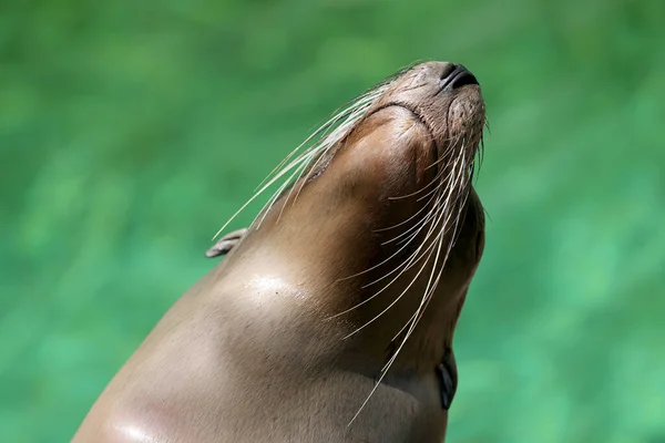 California Sea Lion Zalophus Californianus Blurred Green Water Bakcground — Stock Photo, Image