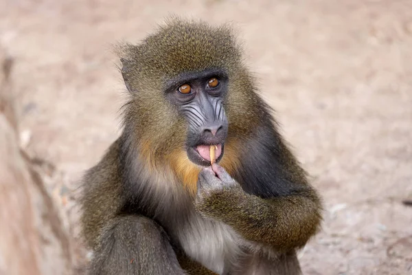 Primer Plano Mandrill Mandrillus Sphinx Retrato — Foto de Stock