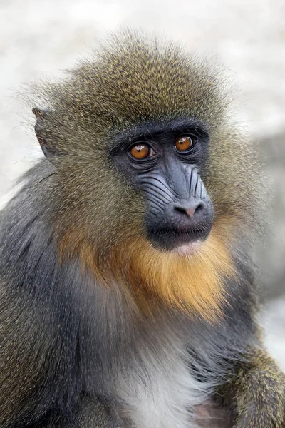 Nahaufnahme Von Mandrill Mandrillus Sphinx Porträt — Stockfoto