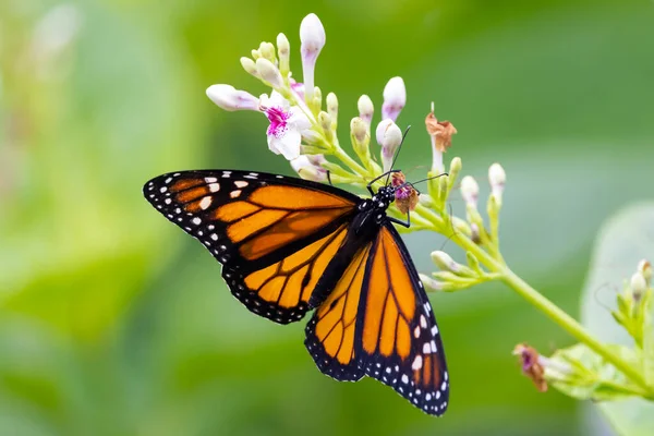 Метелик Монарх Danaus Plexippus Молочний Метелик — стокове фото