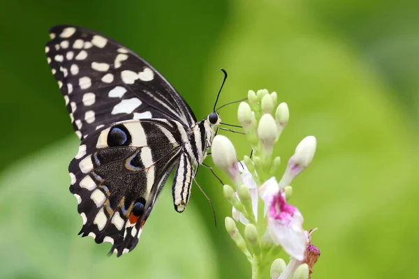 Close Shot Beautiful Butterfly — Stock Photo, Image