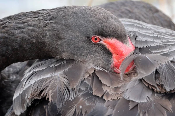 Close Photo Black Swan Portrait — Stock Photo, Image