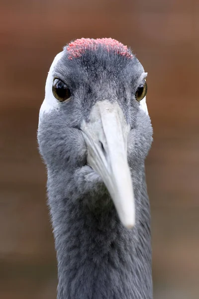 Zblízka Záběr Jeřába Ptáka Grus Japonensis — Stock fotografie