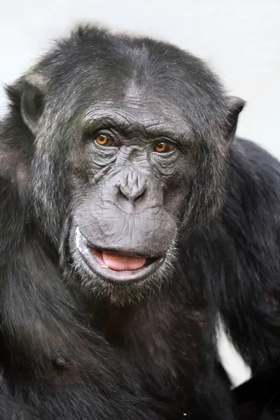 Yakın çekim şempanzesi (Pan trogloditleri) 