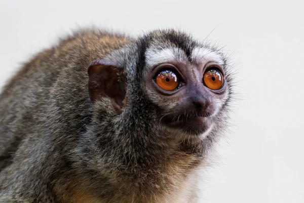 Den Trerandiga Nattapan Aotus Trivirgatus Även Känd Som Nordlig Nattapa — Stockfoto