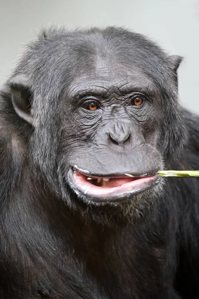 Primer Plano Chimpancé Pan Troglodytes — Foto de Stock