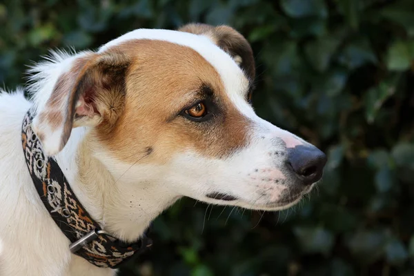 Jack Russel Pies Zbliżenie Strzał — Zdjęcie stockowe