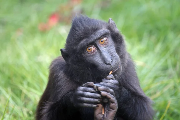 Celebes Crested Macaque Macaca Nigra Also Known Crested Black Macaque — Stock Photo, Image