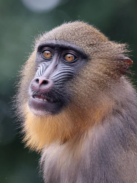 Närbild Bild Mandrill Mandrillus Sphinx Porträtt — Stockfoto