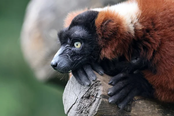 Kırmızı yakutlu lemur (Varecia rubra) ağaca tırmanıyor.