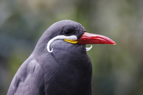 Inca Tern Larosterna Inca Closeup Photo — Stock Photo, Image