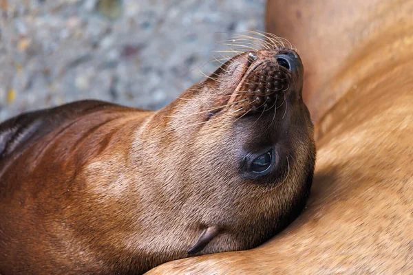 California Sea Lion Zalophus Californianus Closeup View — Stock Photo, Image