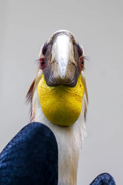 Hornbill Wreathed Rhyticeros Undulatus Close Shot — Fotografia de Stock