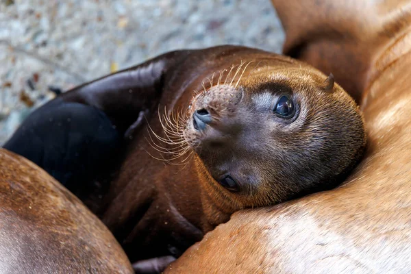 Kaliforniya deniz aslanı (Zalophus californianus), yakın çekim görüntüsü.