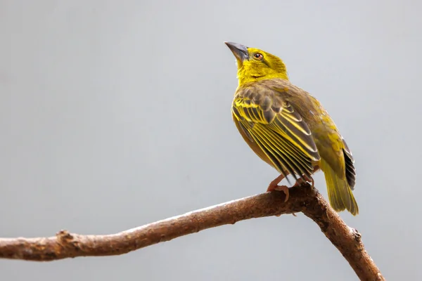 Village Weaver Ploceus Cucullatus Also Known Spotted Backed Weaver Black — Stock Photo, Image