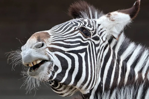 Zèbre Grve Equus Grevyi Également Connu Sous Nom Zèbre Impérial — Photo