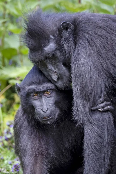 Celebes Crested Macaque Macaca Nigra Also Known Crested Black Macaque —  Fotos de Stock