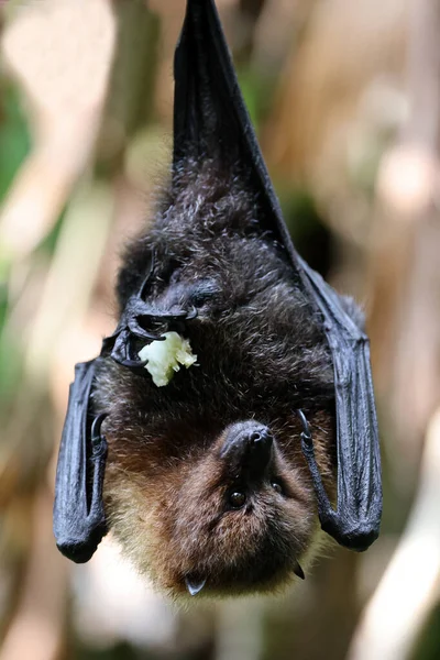 Old World Fruit Bat Flying Fox Closeup View — Stock Photo, Image