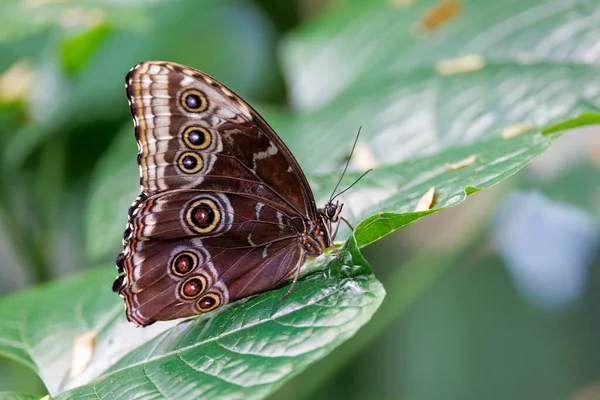 Morpho Peleides Peleides Blue Moro Common Morpho Emperor — стокове фото