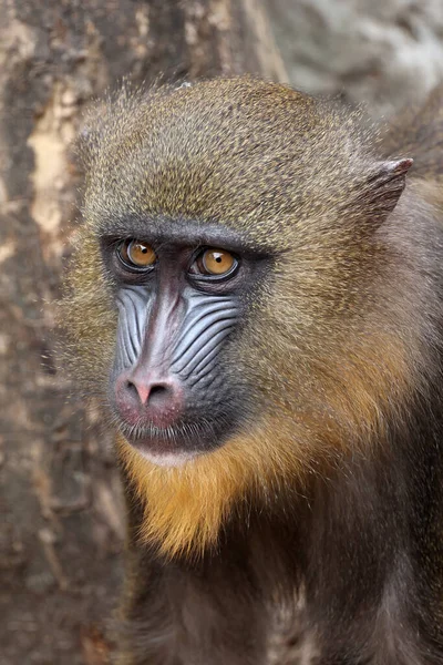 Gros Plan Portrait Mandrill Mandrillus Sphinx — Photo