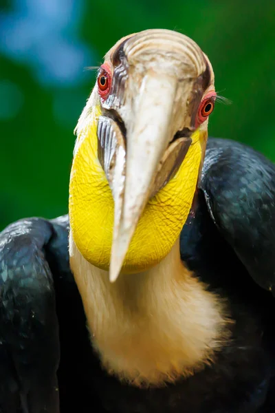 Věnec Hornbill Rhyticeros Undulatus Zblízka — Stock fotografie