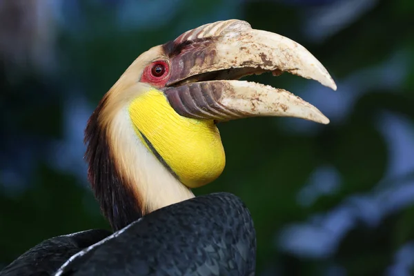 Wreathed Hornbill Rhyticeros Undulatus Κοντινό Πλάνο — Φωτογραφία Αρχείου
