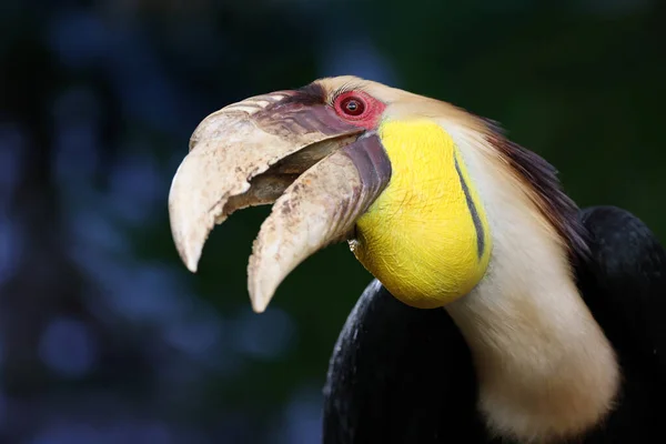 Věnec Hornbill Rhyticeros Undulatus Zblízka — Stock fotografie