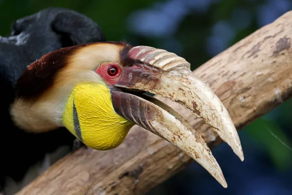 Koszorús Hornbill Rhyticeros Undulatus Közelkép — Stock Fotó