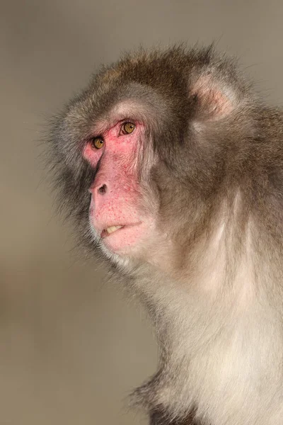 Ιαπωνική Macaque Macaca Fuscata Επίσης Γνωστό Χιόνι Μαϊμού — Φωτογραφία Αρχείου