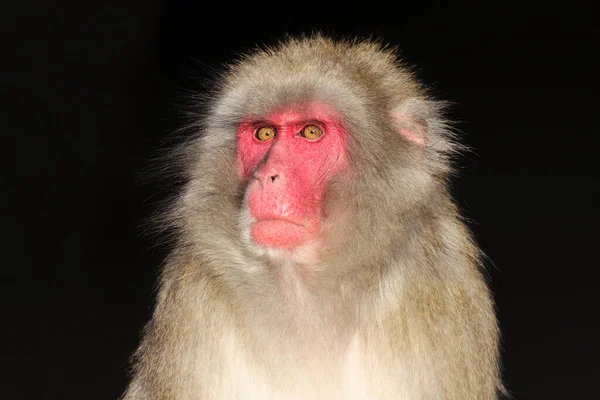 Macaque Japonês Fuscata Macaca Também Conhecido Como Macaco Neve — Fotografia de Stock