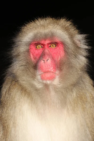 Japanse Makaken Macaca Fuscata Ook Bekend Als Sneeuw Aap — Stockfoto