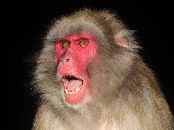 Makak Japoński Macaca Fuscata Znany Również Jako Małpa Śnieg — Zdjęcie stockowe