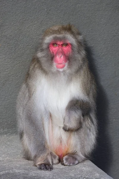Macaque Japonais Macaca Fuscata Aussi Connu Comme Singe Neige — Photo